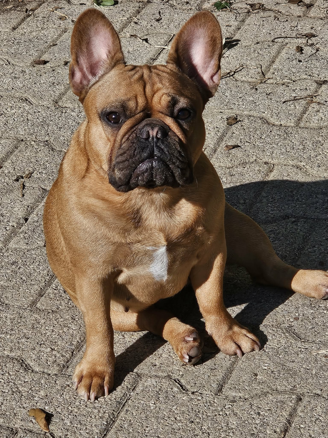 URAKEN-ULMA De L' Alzine De Saint-Martin