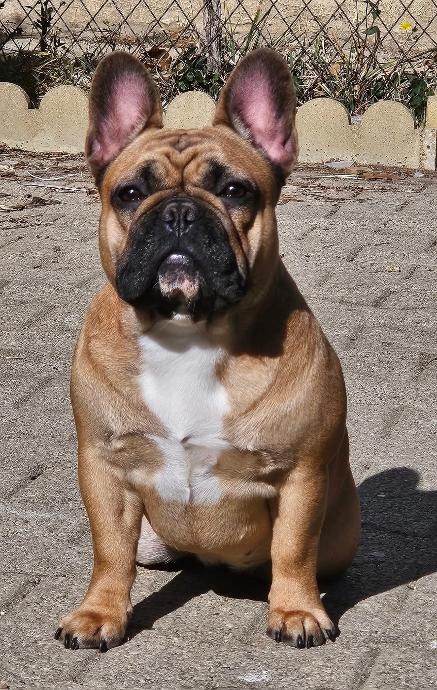 CH. UTAH-USKA De L' Alzine De Saint-Martin