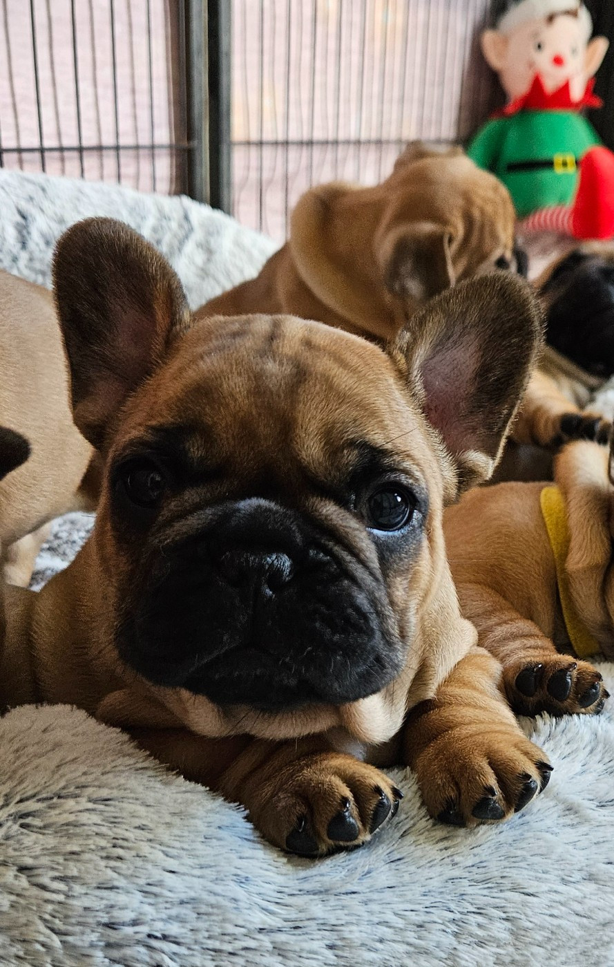 AXEL-AACHEN De L' Alzine De Saint-Martin