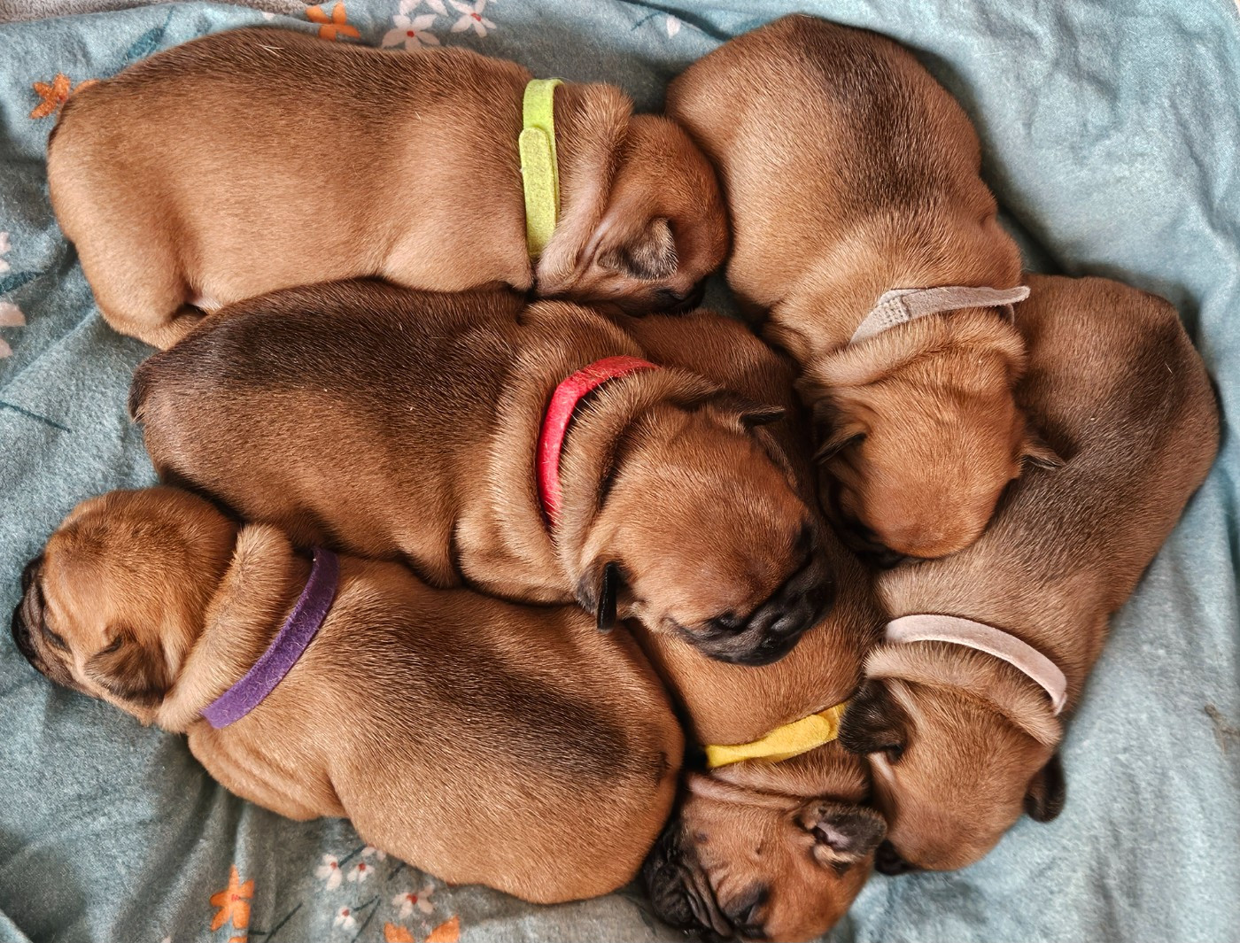 LES BIBOUS SONT ARRIVES