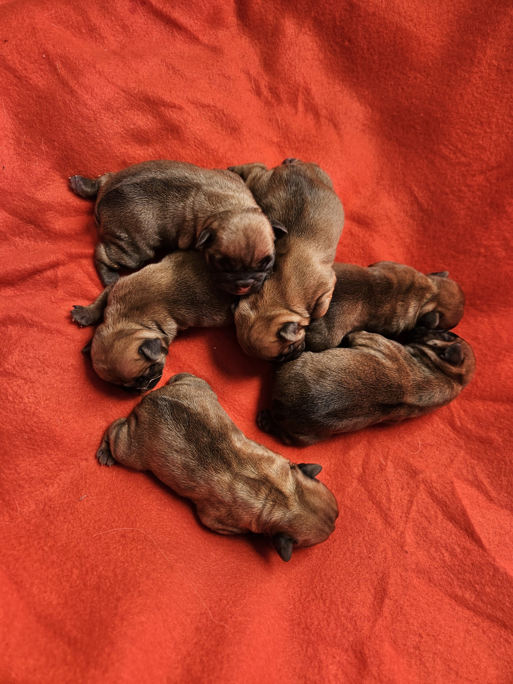 Chiot Bouledogue français De L' Alzine De Saint-Martin