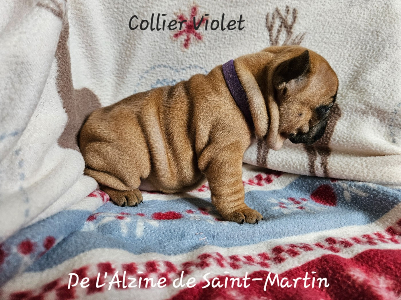 De L' Alzine De Saint-Martin - Chiots disponibles - Bouledogue français