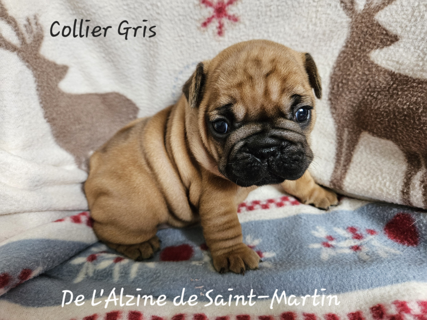 De L' Alzine De Saint-Martin - Chiots disponibles - Bouledogue français