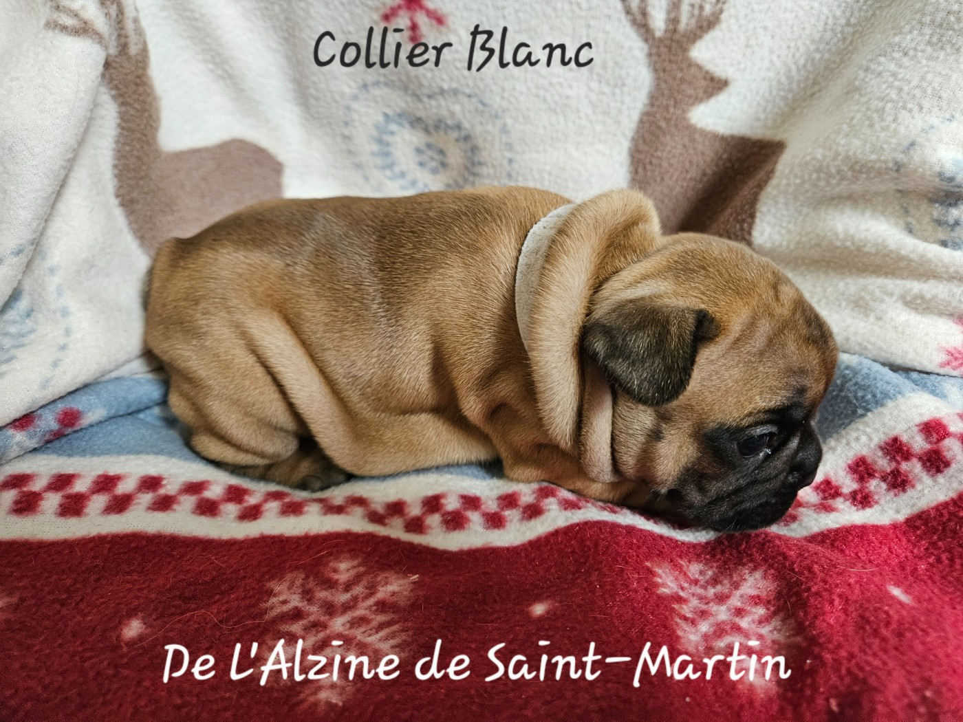 De L' Alzine De Saint-Martin - Chiots disponibles - Bouledogue français