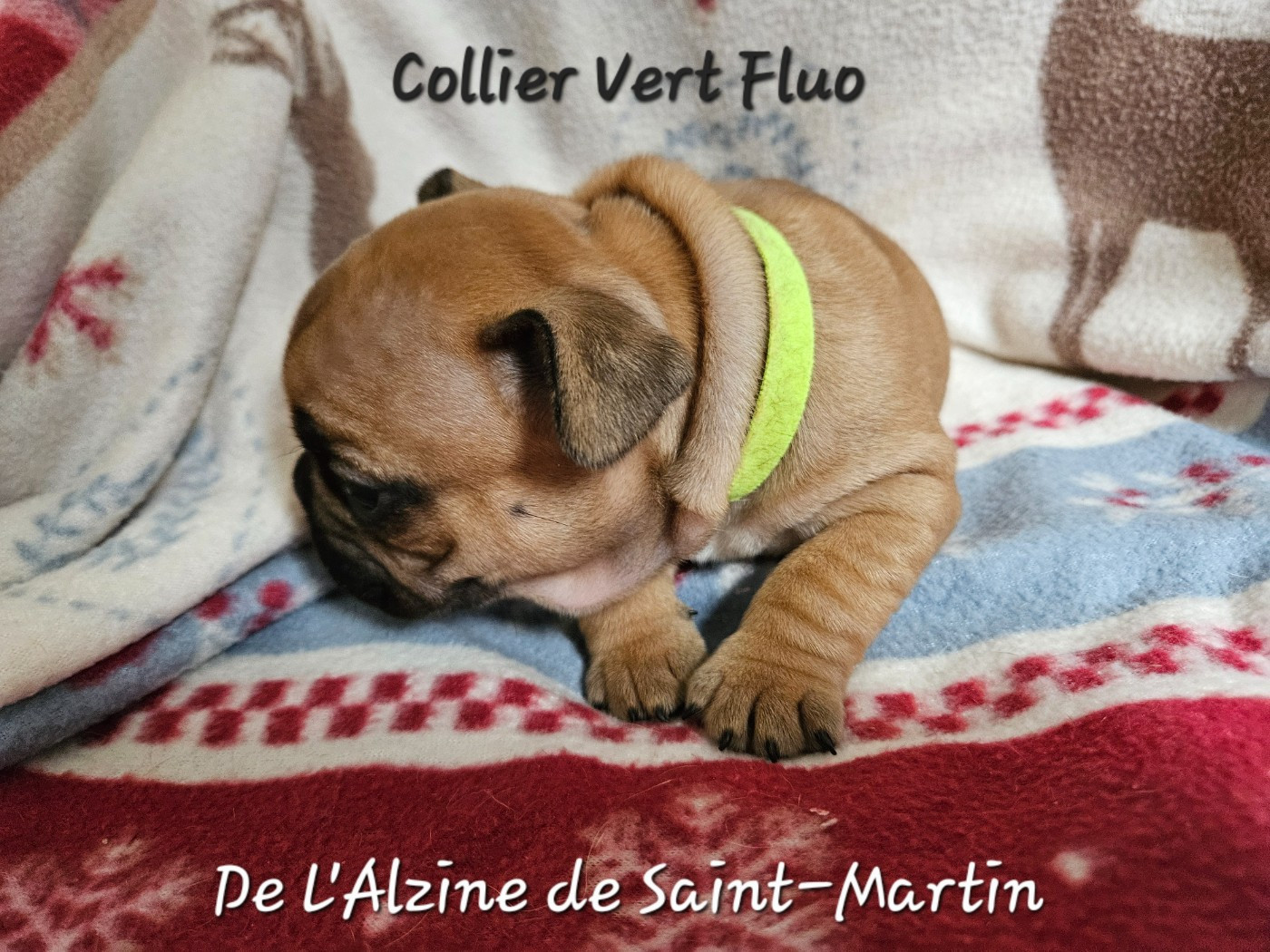 De L' Alzine De Saint-Martin - Chiots disponibles - Bouledogue français
