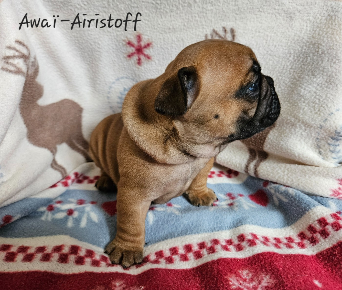 De L' Alzine De Saint-Martin - Chiots disponibles - Bouledogue français