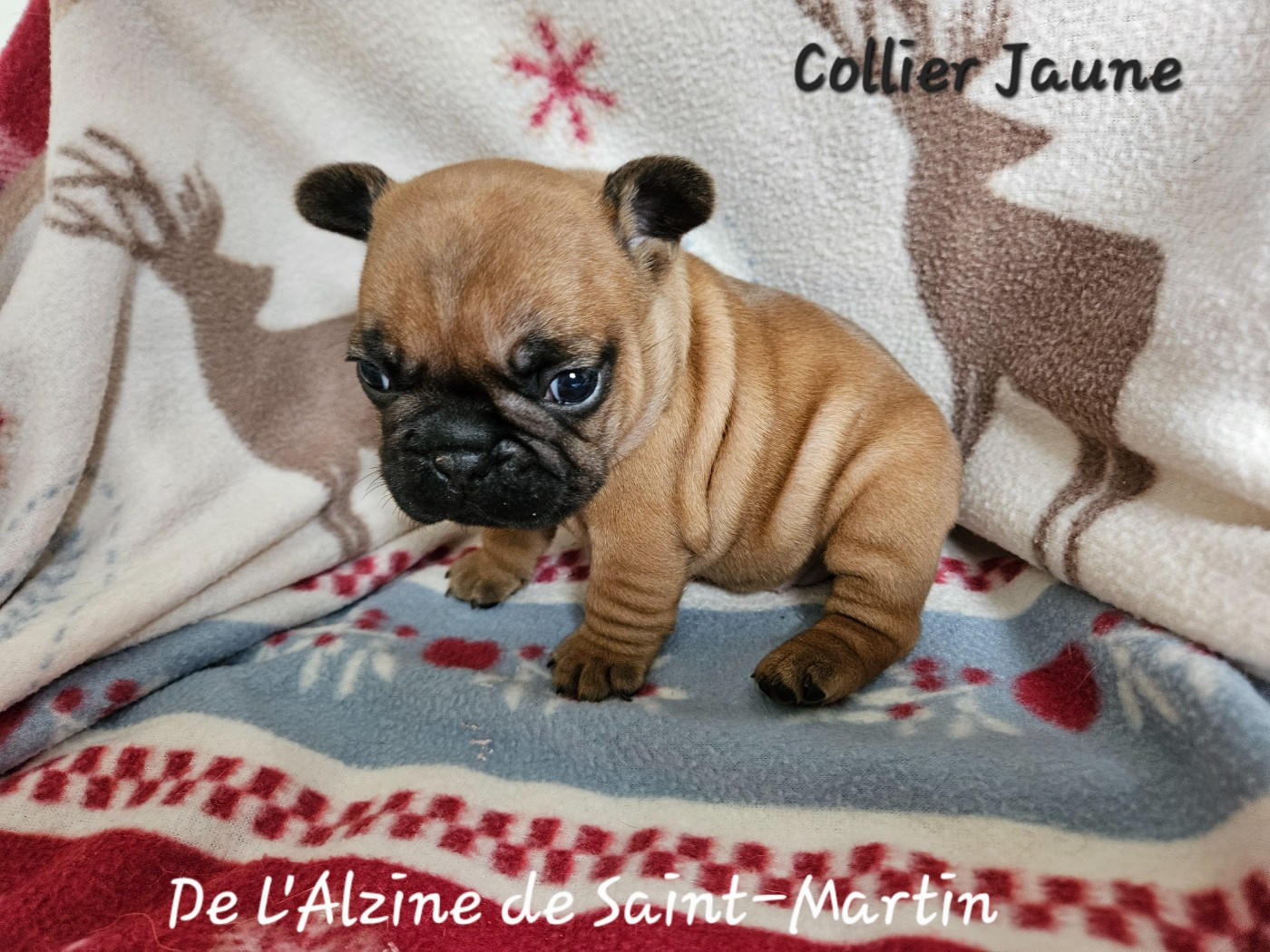 De L' Alzine De Saint-Martin - Chiots disponibles - Bouledogue français
