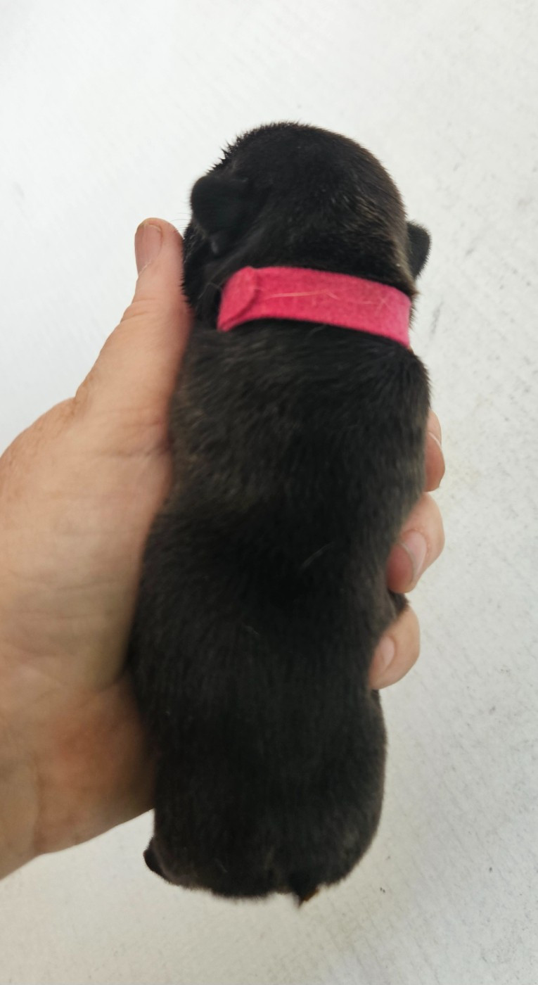 De L' Alzine De Saint-Martin - Chiots disponibles - Bouledogue français