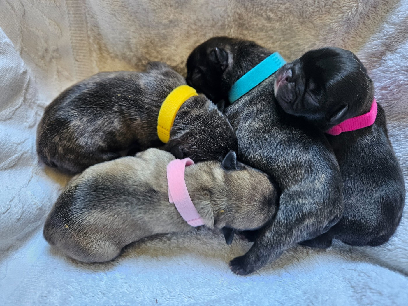 Chiot Bouledogue français De L' Alzine De Saint-Martin