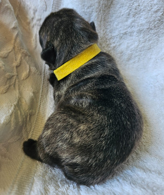 COLLIER JAUNE